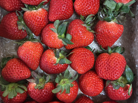 ⑦ 真心農園　あまりん【大玉】バラ詰め870g×１箱（果形混在）TCAMOD1B