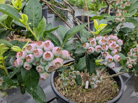 大粒ブルーベリーミックス500g(125g×4P)