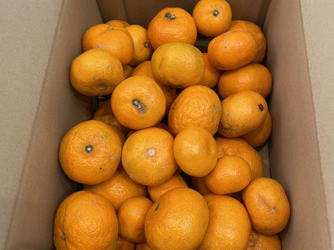 訳ありみかん【約4.5キロ箱込】 品種: 寿太郎みかん 西浦みかん 訳あり 自宅用 静岡産