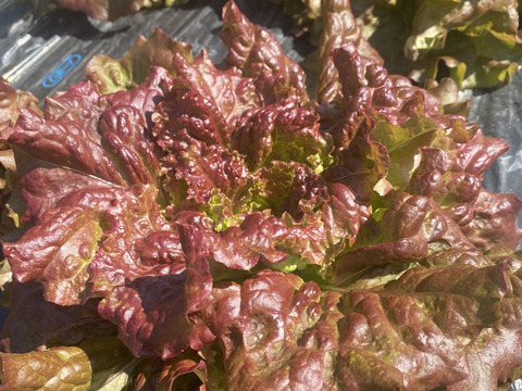 【淡路島より春をお届け】春のサラダセット