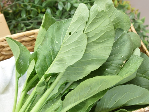和らぎ農法　小松菜（1袋）