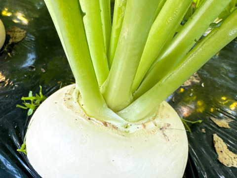 採れたて新鮮 聖護院カブ 6～8株入‼️