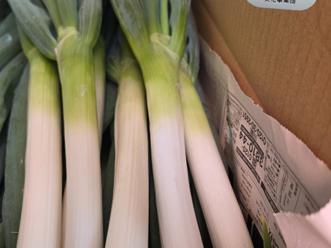 【荷合発送】どちらも堆肥、農薬一切無し　白菜×ネギ