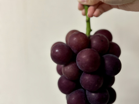 【家庭用】美味しさをぎゅっと！濃厚黒ぶどう　藤稔1kg(2~3房)