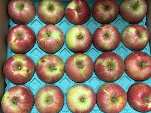 残り5ケース🍎【甘い夏りんご終わります🍎】訳あり品 サンつがる 5キロ箱商品 ID97543 長野県 信州 安曇野 リンゴ 幻 幻のリンゴ 予約 希少 旬