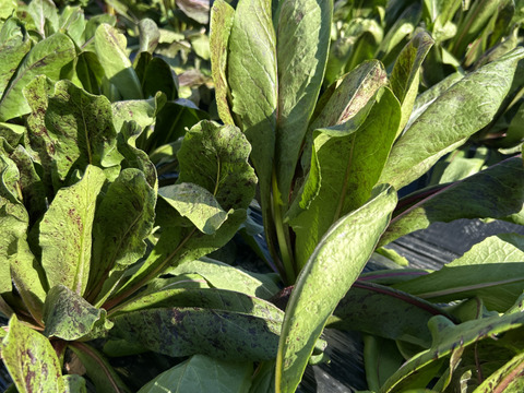 イタリア野菜の王様【タルティーボ】500g