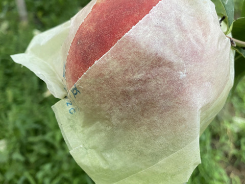 初秋の桃(黄金桃の夕月、白桃系の玉うさぎ）！
タイミングが合えばネクタリン（ファンタジア）が入るかも