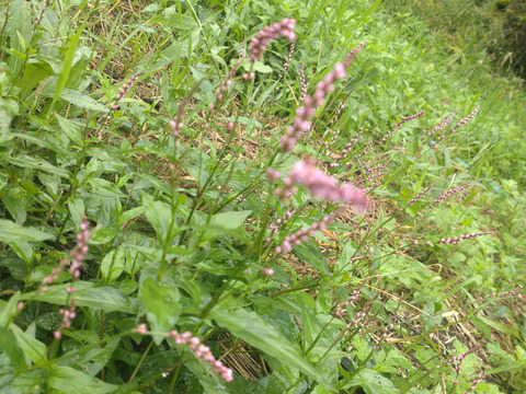 野草「イヌタデ」別名「アカマンマ」生葉☆可愛いピンク色の花部を料理の彩りに☆畑内の管理された場所でのイヌタデ🌿10本以上🏣ゆうパック