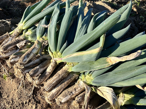 殿様も愛した「下仁田葱」2Lサイズ12本