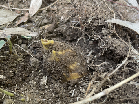 ❤アク抜き不要❤BSフジ植野食堂でご紹介いただきました❤大多喜町特産品（千葉県）たけのこ(4kg)❤肥料も与えておらず柔らかく口に繊維の感覚が残りません　春の味覚！