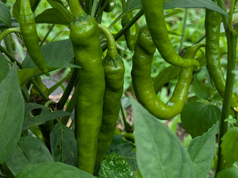 【栽培期間中　農薬不使用！】きよさんが旬のお野菜をセレクト！季節の福野菜セット小 (60サイズの箱に入るだけ　3種類程度）