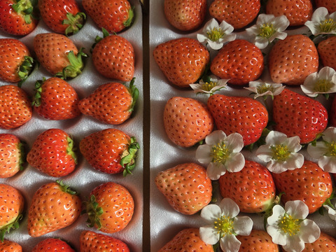 子どもが喜ぶ夏イチゴ☆ジューシーな中粒大粒☆ (2025年 冬お届け)