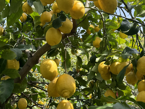 【栽培期間中農薬化学肥料不使用】皮も食べれ
る樹上完熟レモン2kg(箱込)商品説明必読！最終段階！