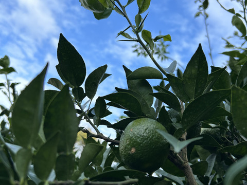 香り最高！この時期だけの『熊本産青柚子』2kg