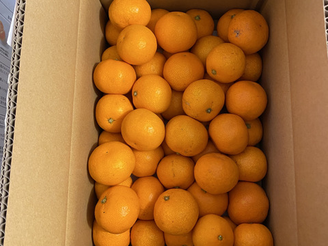 【数量限定・小玉みかん解禁】外さない 濃い有田みかん小 3キロ箱 和歌山県 有田 みかん 2S中心サイズ　秀・家庭用ミックス