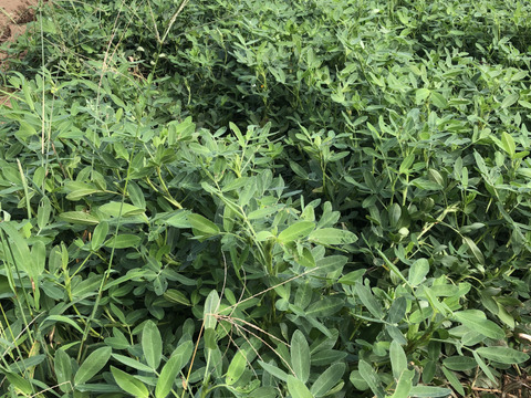 おおまさり生落花生2kg (数量限定)※農薬化学肥料不使用