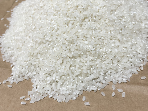 新米 令和7年度産【もりのくまさん】白米5キロ 熊本の地下水使用