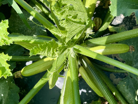 濃甘！ズッキーニ3色 3kg 農薬・化学肥料不使用