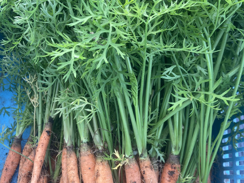 少人数で食べ切れる！【6〜7品目】野菜セット　朝どり新鮮！農薬・化学肥料不使用栽培