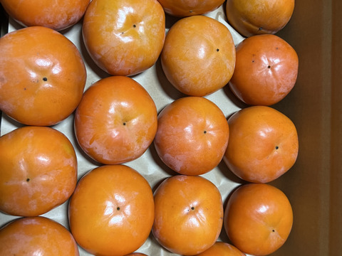 旬最後の味　訳あり富有柿　7.5kg　（30〜35個入）
