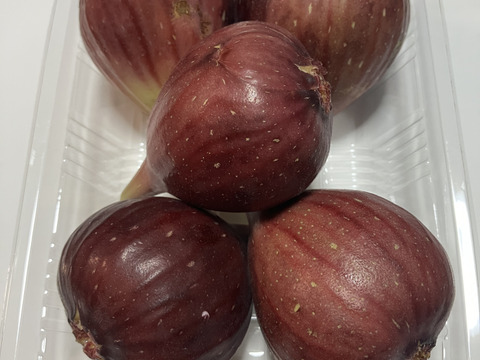 いちじく　２種セット　ドーフィン＆いちじくバナーネ　予約販売　順次配送