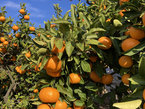 【糖度18度以上】濃厚・絶品スペシャルなプレミアム小玉早生ミカン　３kg