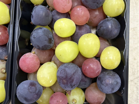 まるせい果樹園のぶどう3色MIX　パック詰め　　380ｇ×2ｐ　自家用　家庭用　ぶどうの実のみ ob5