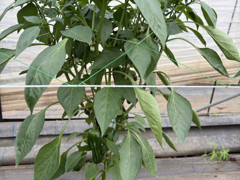 西日本一の夏秋ピーマン産地大分のピーマン　１キロ