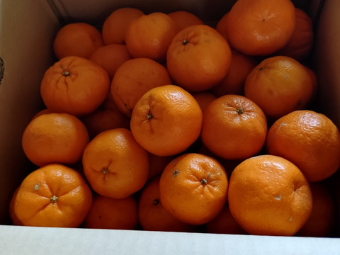 【濃厚な甘い香りとコク】ポンカン（５㎏・ご家庭用）※１月下旬発送