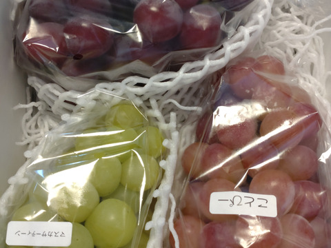 もうすぐ終了予定！【値引き中！総重量1.6kg以上！】平井利右衛門の黒赤青ぶどう（富士の輝、コトピー、マスカサーティーン/各1～2房）