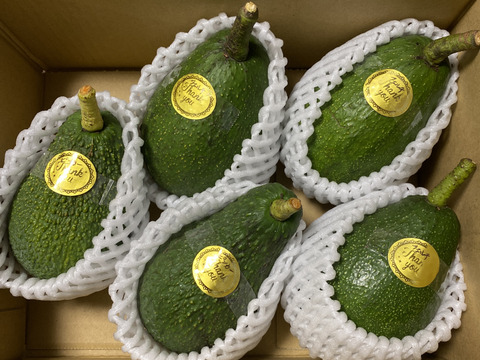 数量限定　愛媛県産　国産　大玉「島アボカド」1.2kg