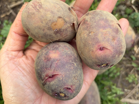 丸ごとローストが最高！ほくほく甘い『グラウンドペチカ』小ぶりサイズ | 五島産じゃがいも ２kg