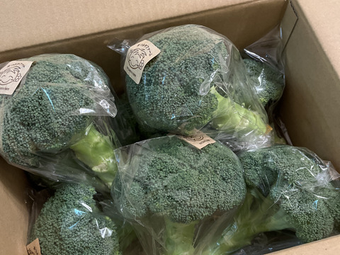 筋肉もりもり！ブロッコリー