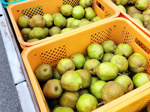 ちいさな🍐ラフランス　14玉前後　小玉三キロ　M玉　山形特産！