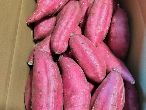 【新芋】シルクスイート　Mサイズ　5kgさつまいも