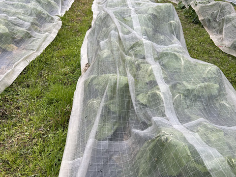 春を先取り！子持ち高菜(祝雷)約600g