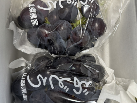 【夏ギフト】大粒・大房！山梨県産藤稔 1kg