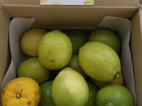 皮ごと安心！エビス農園のオーガニックレモン（2㎏）