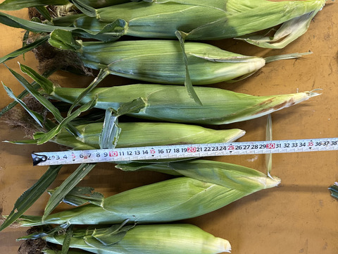 訳あり【生でも食べられるとうもろこし】6本〜8本　2.0キロ