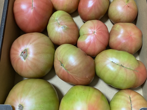 人気商品が帰ってきました！大玉トマト（傷、歪み）約4k