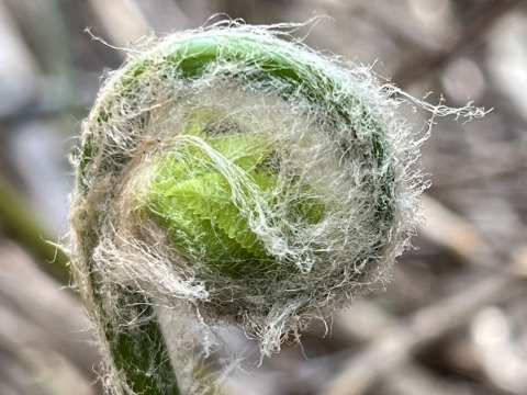 【令和７年新物】食べ比べ！味しみ最高！手揉み天然「干しぜんまい/干しわらび」２種（各50g）オマケ付き！！