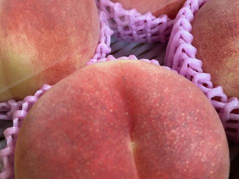 硬め食感！山形県産さくら白桃【2キロ大玉6個入】