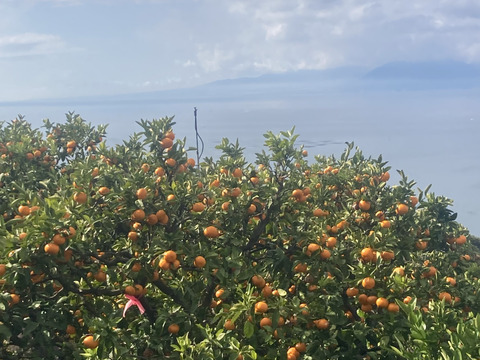 【越冬完熟・濃厚・絶品】『プレミアム小玉興津早生みかん（S玉以下）』　3kg