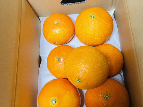 【夜市限定】【家庭用】まどんな 2kg みんなトリコになる“”プルプル“”新食感♡高級柑橘♫愛媛みかん！
