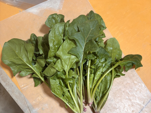 【自然栽培】肉厚で美味しい！札幌大葉ほうれん草1kg