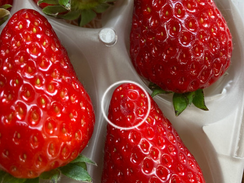 家庭用　訳あり　古都華　奈良県　奈良県　橋本農園　ことか　270g×2パック　いちご　苺　【母の日ギフト】