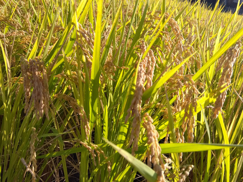 最終限定1箱　和歌山県橋本市産　低農薬約30キロ米　全国送料無料