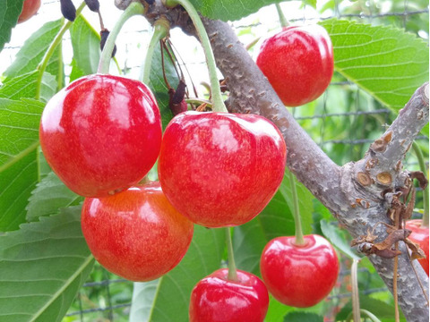 さくらんぼ山形県産佐藤錦！バラ1キロ
