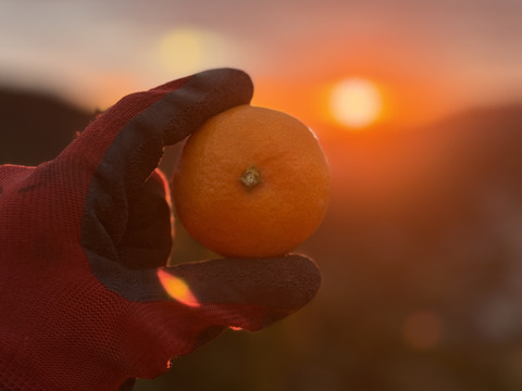 【贅沢食べ比べセット】暁みかん×まどんな【ゲン担ぎ福袋】