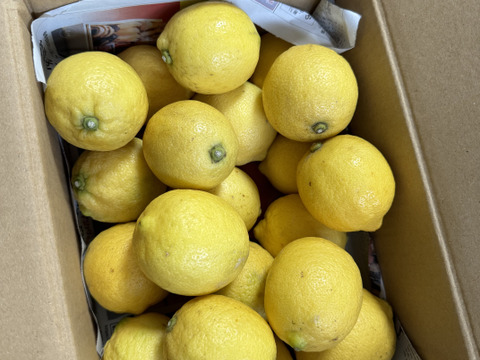 防腐剤、ワックス不使用　皮ごと使用  広島県産レモン良品　２ｋｇ(約20個入）